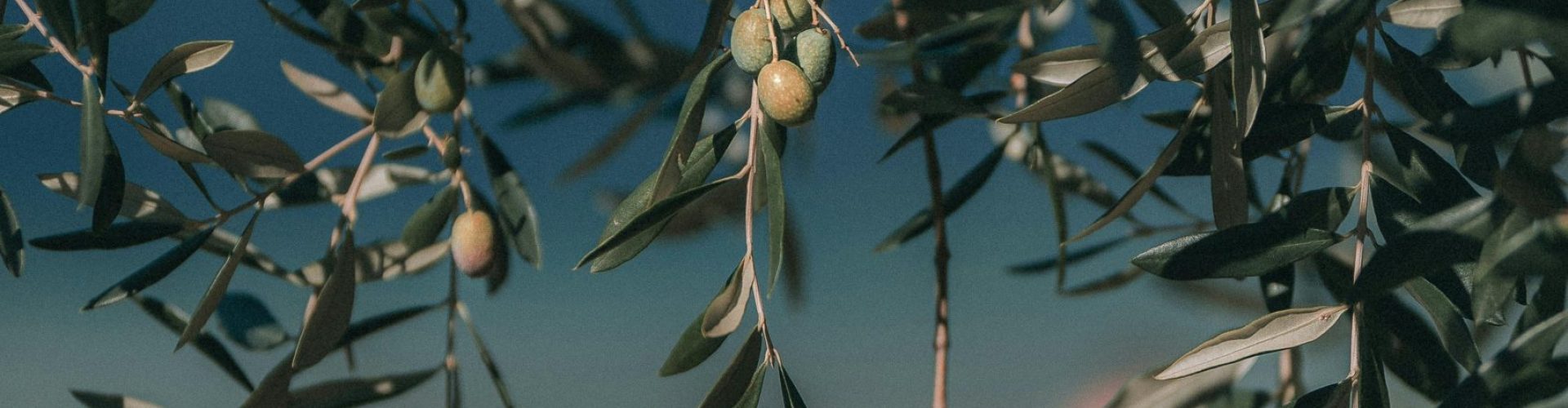 A vibrant olive tree branch with green olives in natural daylight, showcasing freshness and growth.